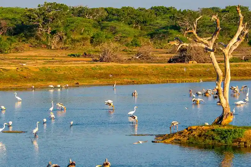 Bundala National Park