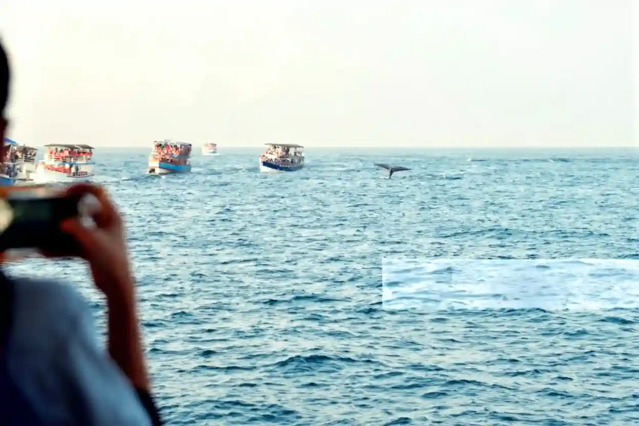 Dolphin Watching Kalpitiya