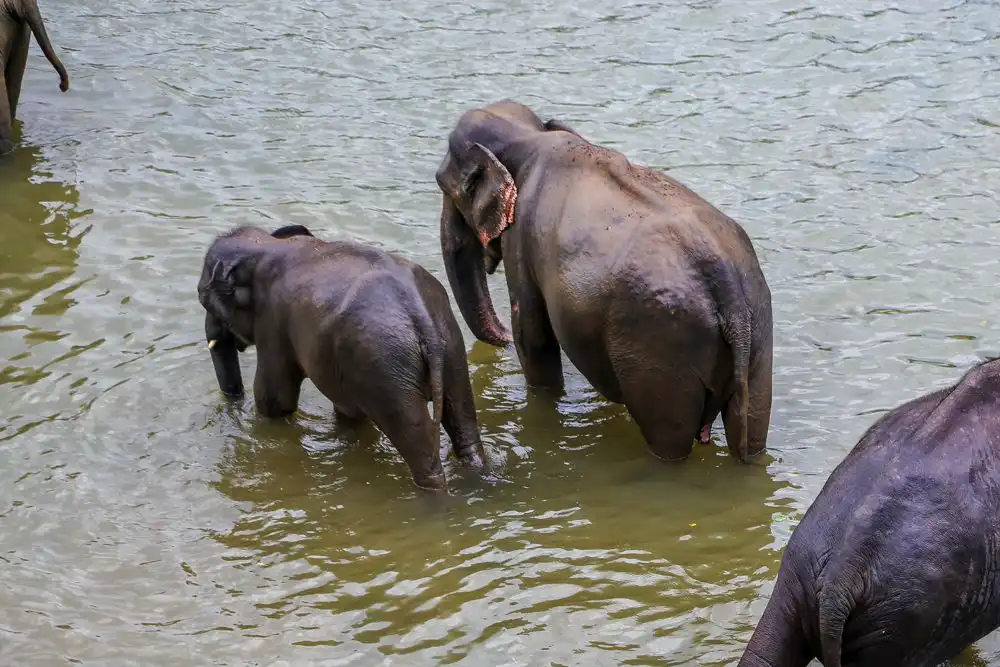 Elephant Orphanage