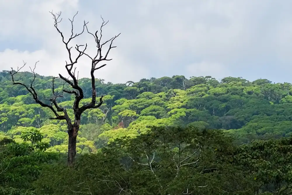 Sinharaja Biodiversity