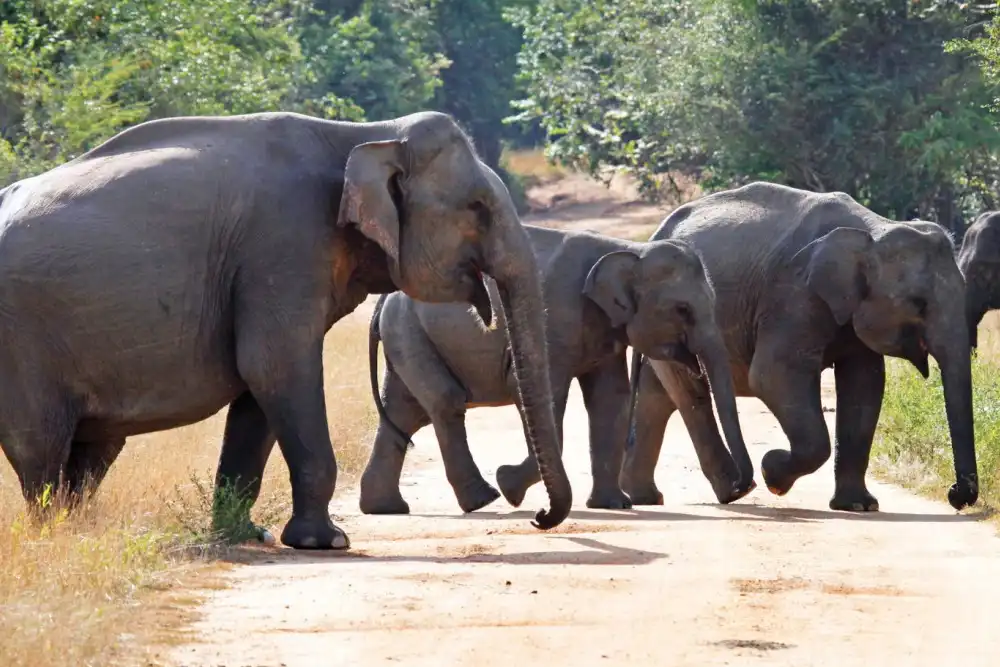 Wasgamuwa Sloth Bear