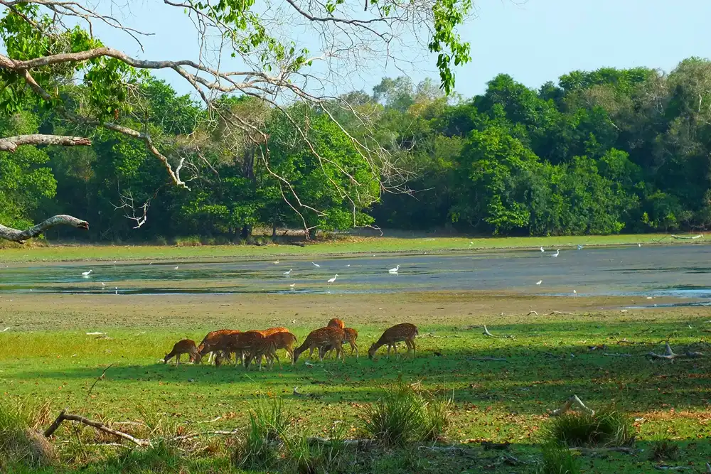 Wilpattu Leopard