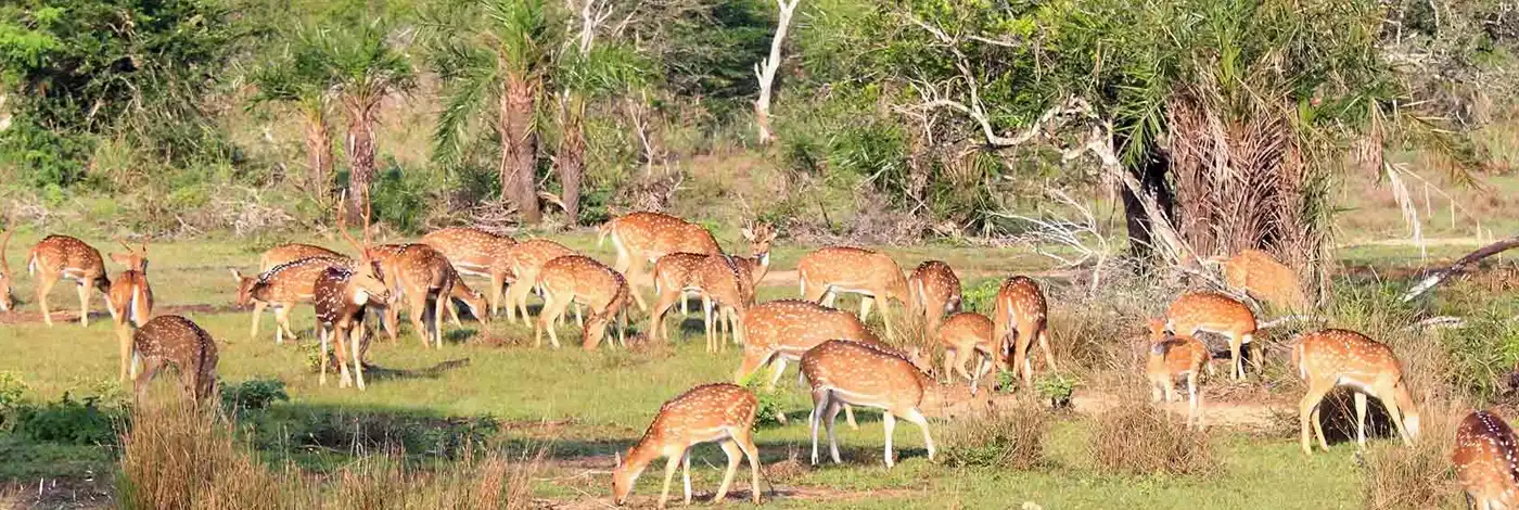 Wilpattu National Park