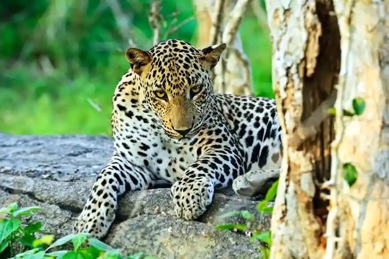 Yala National Park